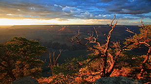 bare tree, nature
