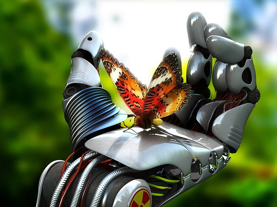 orange butterfly HD wallpaper