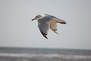 white bird, Seagull, Bird, Flying
