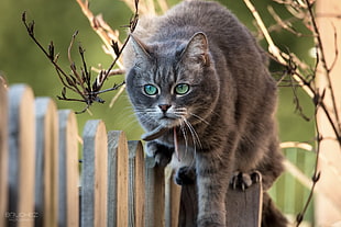 gray Tabby cat on brown wooden fence during daytime