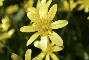 selective-focus photography of yellow petaled flower
