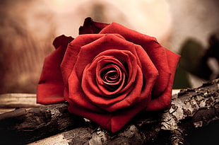 red rose on gray wooden tree