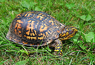yellow and black tortoise