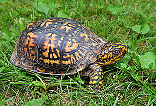 yellow and black tortoise