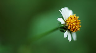 macro photography of white petaled flwoer, wavy hair, flowers, plants, bokeh HD wallpaper