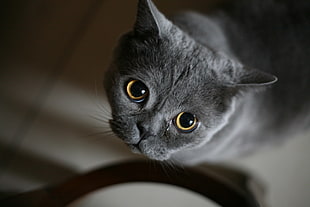 gray cat, face, eyes, animals, cat HD wallpaper