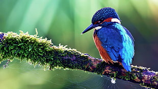 blue, red, and white long beaked bird perching on tree stem HD wallpaper