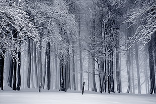 tall trees covered with snow HD wallpaper