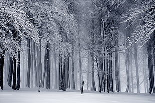 tall trees covered with snow