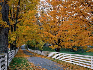 gray concrete pathway beside yellow leaf tree during daytime HD wallpaper