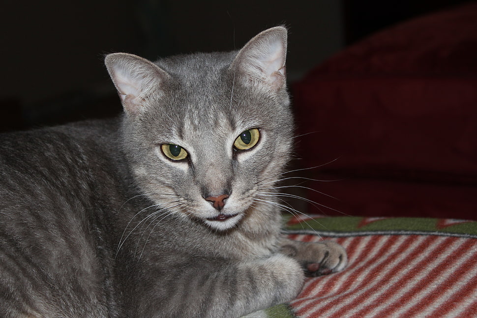 gray tabby cat HD wallpaper