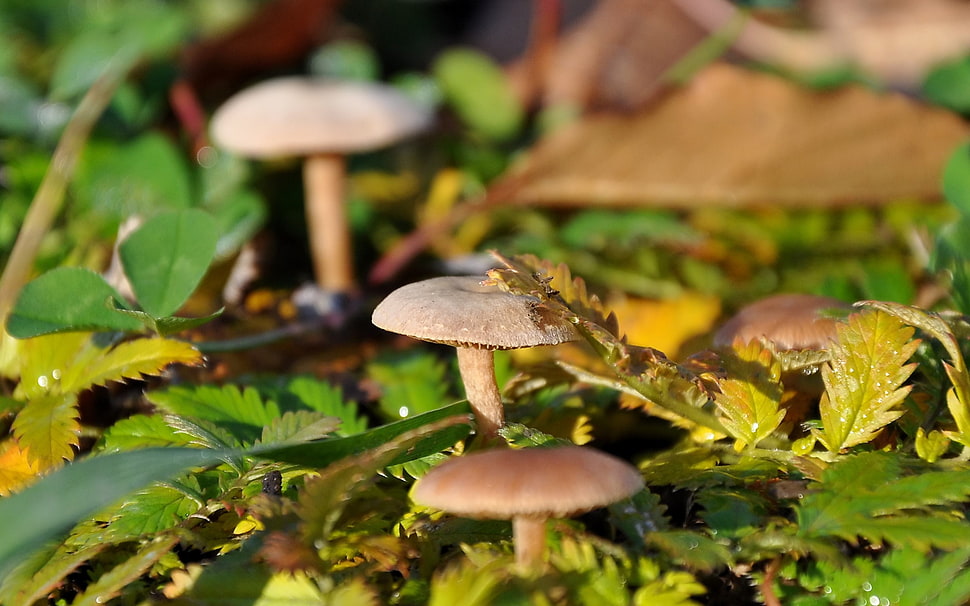 focus photography of brown mushrooms HD wallpaper