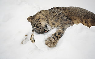 Leopard on snow