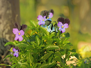 five violet flowers