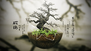 bonsai tree, bonsai, trees, digital art, plants