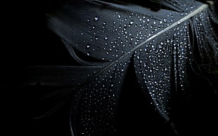 white feather, feathers, water drops