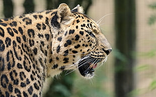 brown leopard, animals, leopard (animal)