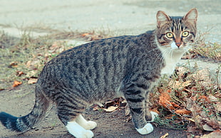 photo of gray and white tabby cat