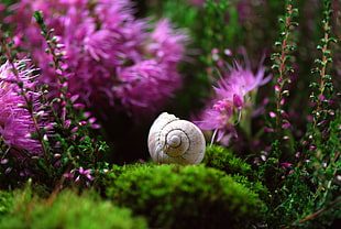 selective photography of white snail on green grass with purple petaled flower