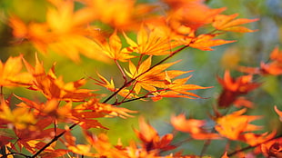 maple tree leaf photography HD wallpaper