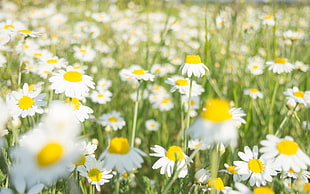 Daisy flowers, flowers, Chamomile, daisies, green
