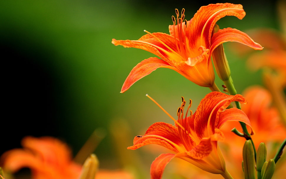 orange hibiscus flowers, lilies, flowers, orange flowers HD wallpaper