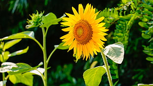 yellow Sunflower flower in bloom close-up photo
