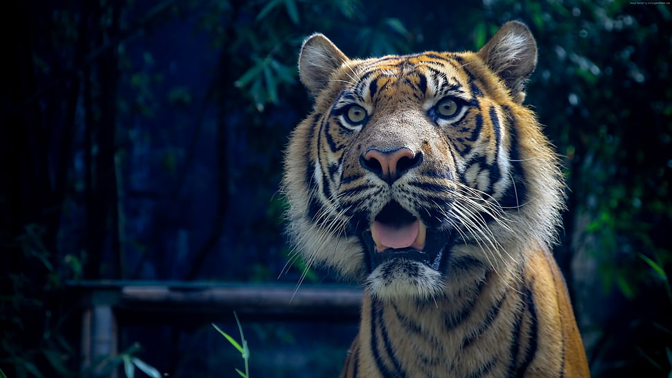 brown and black tiger illustration HD wallpaper