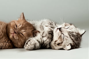 two brown and grey tabby kitten lying on white surface