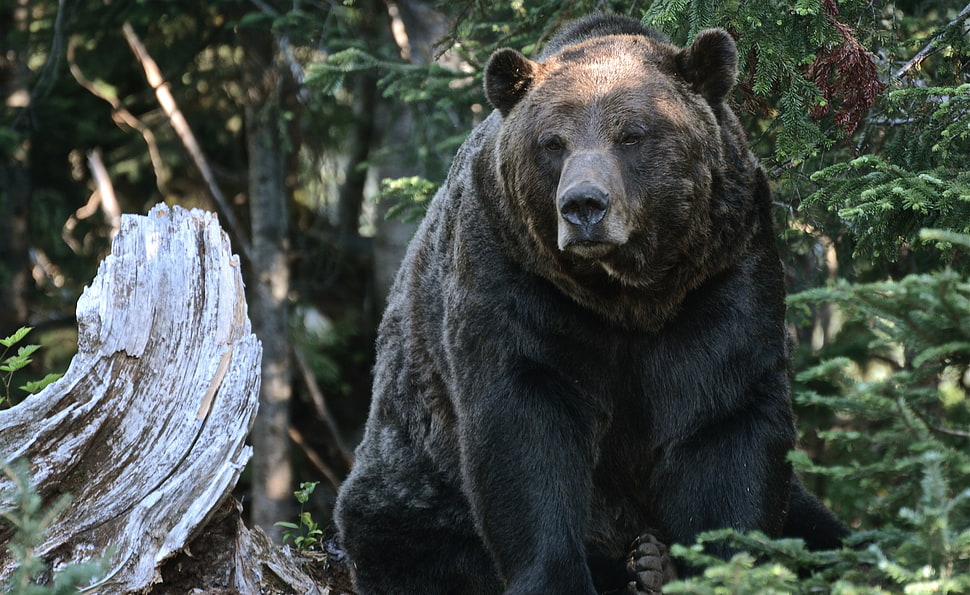 black bear on forest during day time HD wallpaper