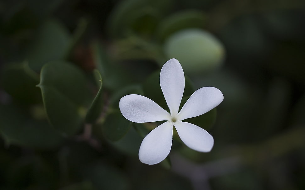 selective focus photography of white Jasmine flower HD wallpaper