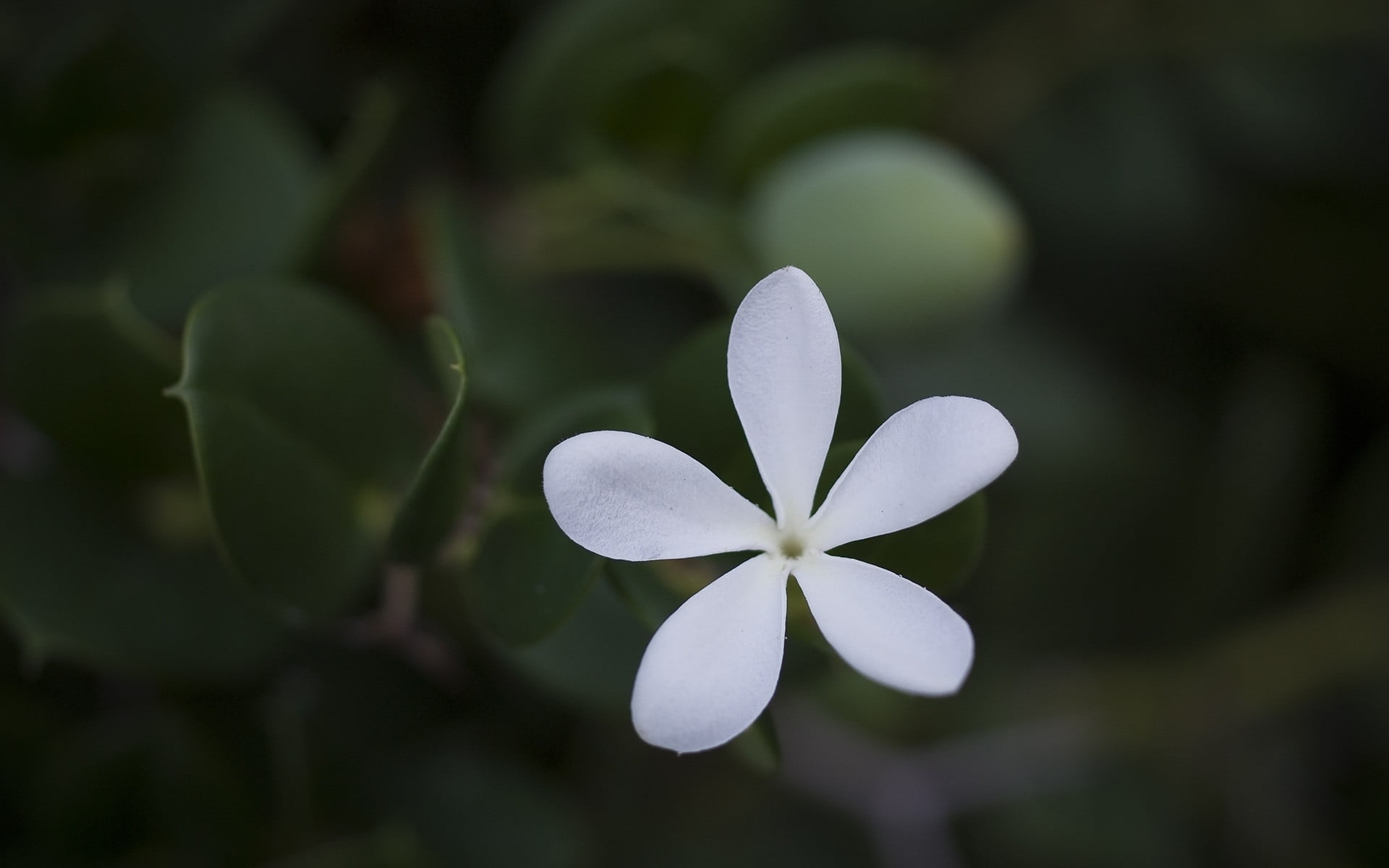 selective focus photography of white Jasmine flower