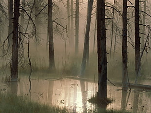 body of water surrounded by withered forest
