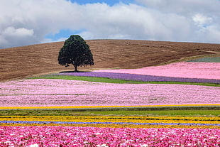 photo of pink, purple, and red flower fields during daytime HD wallpaper