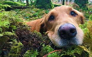 short-coated adult brown dog, dog, outdoors, closeup