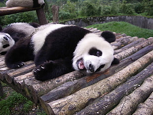photo of panda laying on trunks