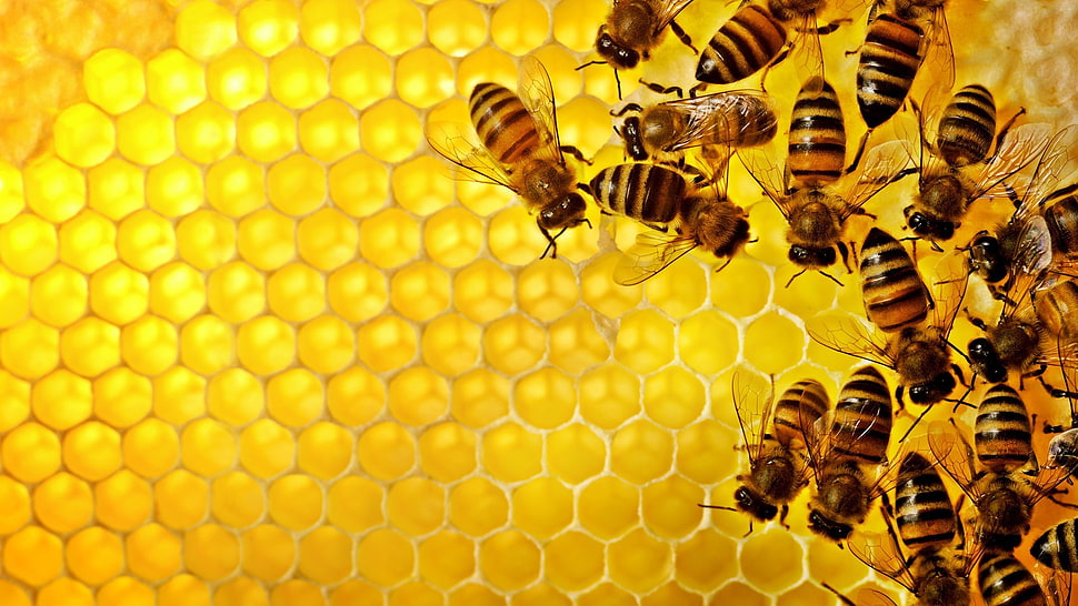 bees illustration, pattern, texture, geometry, hexagon HD wallpaper