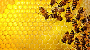 bees illustration, pattern, texture, geometry, hexagon HD wallpaper