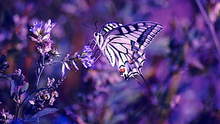 white and purple tiger swallow tail butterfly, butterfly, purple flowers, insect, nature