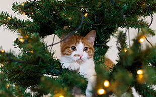 yellow tabby cat on Christmas tree HD wallpaper