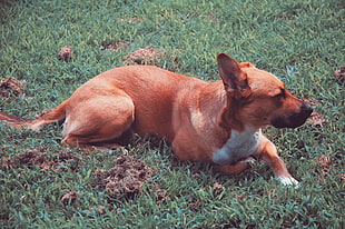 adult short-coated brown dog on green grass