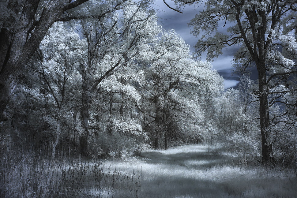 beige leaf tree painting HD wallpaper