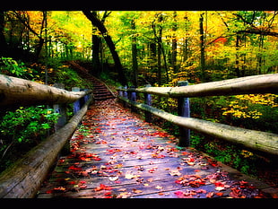 gray wooden bridge painting, road, bridge, forest, leaves
