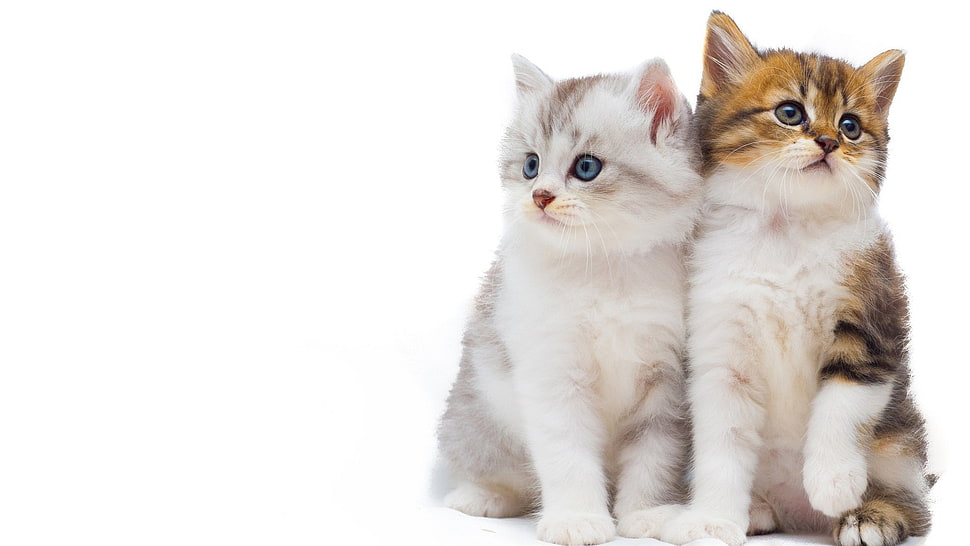 white and brown kitten, cat HD wallpaper