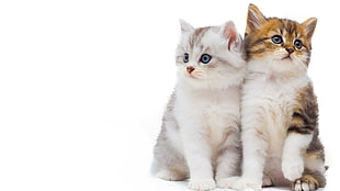 white and brown kitten, cat