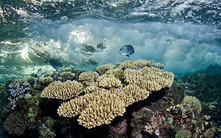 brown and beige corals, underwater