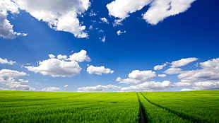 green grass field wallpaper, nature, landscape, green, clouds