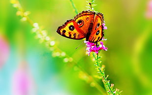 shallow focus on yellow and black butterfly HD wallpaper