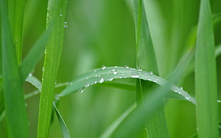 green leaf with water dew