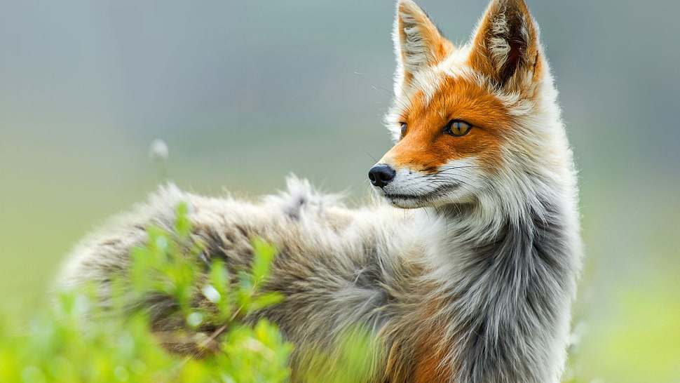 gray and orange fox, fox, animals, depth of field HD wallpaper